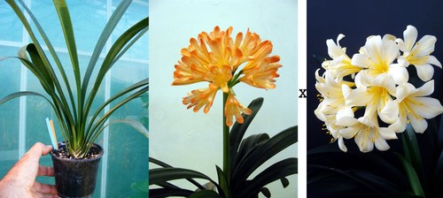 Clivia miniata exotica x - clivia,