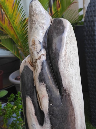 Xxl bois fossilisé - xxl,