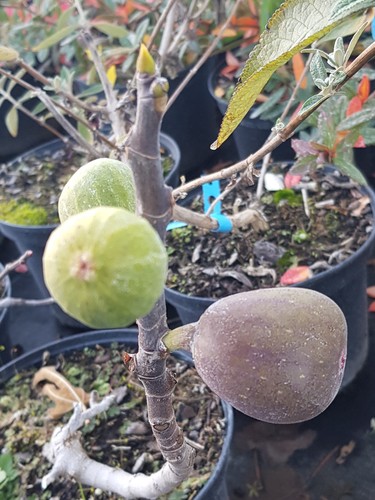 Ficus carica rouge de - carica, 'rouge