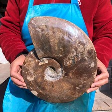 8.621LB Natural rare beautiful