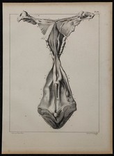 1839 - Planche d'anatomie -