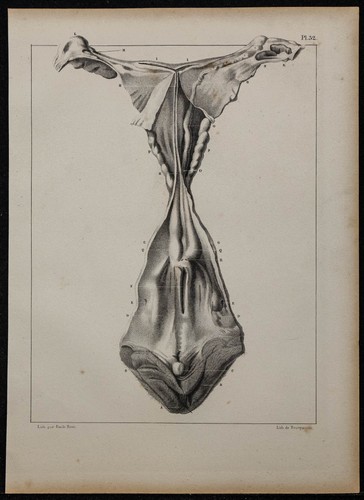 1839 planche anatomie - planche,