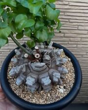 Dioscorea Elephantipes Plante