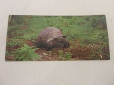 FICHE 467 PHOTO ANIMAUX La TORTUE ELEPHANTINE - Un ANIMAL Une ILE