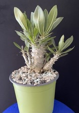 Rare plante à caudex Pachypodium horombense extraordinaire RARE!!!
