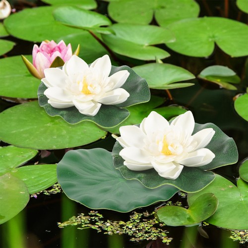 Mini plantes flottantes - plantes,