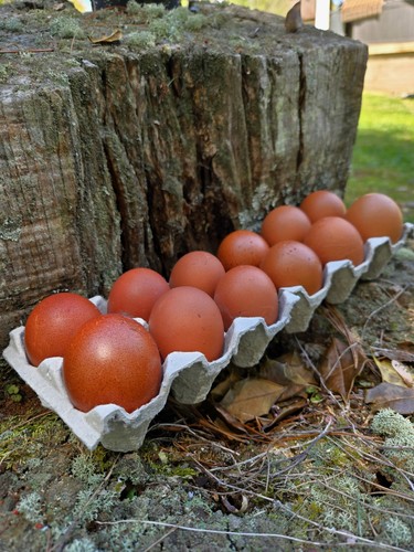 French black copper marans - french,