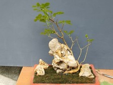 Bonsaï frêne robuste 26 x 38