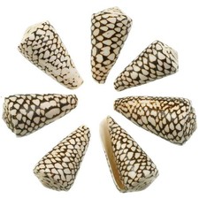 Coquillage conus marmoreus - 8