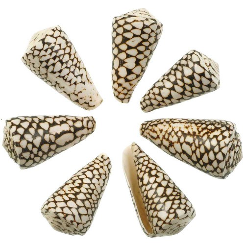Coquillage conus marmoreus - , 8