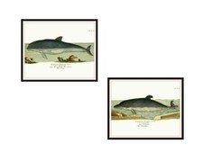 Set of 4 Vintage Botanical