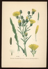 Planche botanique : Picride Fausse-Epervière. Atlas des plantes, Masclef, XIXe