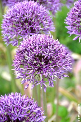 Allium jackpot - 'jackpot', (multi-bulbe)