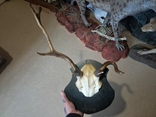 Trophée de cerf élaphe tête bizarde #0306(2)