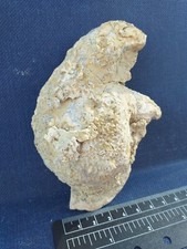 Ostrea Crassissima, Huitre