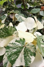 Promotion *Très rare* Hibiscus tiliaceus var. Variegata* 10 + 10 graines*
