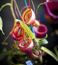 NEPENTHES JAMBAN - PLANTE