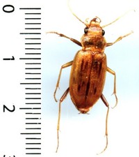 (rare) Carabidae – EURYNEBRIA COMPLANATA - Entomologie . insecte 1670V