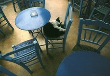 Carte postale les chats de