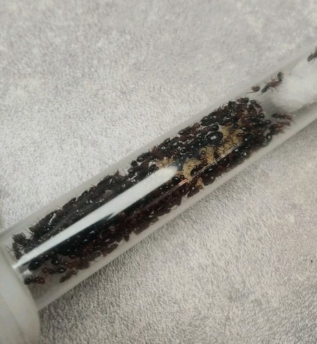 Fourmis camponotus latelaris