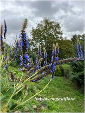 Salvia congestiflora° géante ° 1 plant