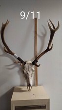 MASSACRE BOIS DE CERF TAXIDERMIE TROPHEE CHASSE DECO VINTAGE 