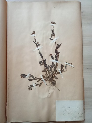 Ancien herbier botanique - ancien,