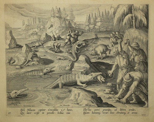After stradanus crocodile - after, "crocodile