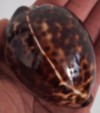 curiosité , taxidermie