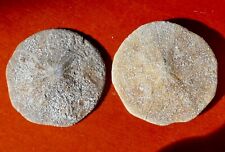 OURSINS FOSSILES ÉOCÈNES DE