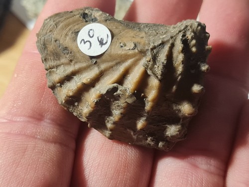 Bivalvle fossile - ,
