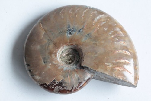 Fossile ammonite cléonicéras - ammonite,