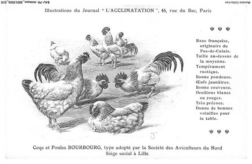 Baup9 0429 animaux coqs - baup9-0429-animaux, et