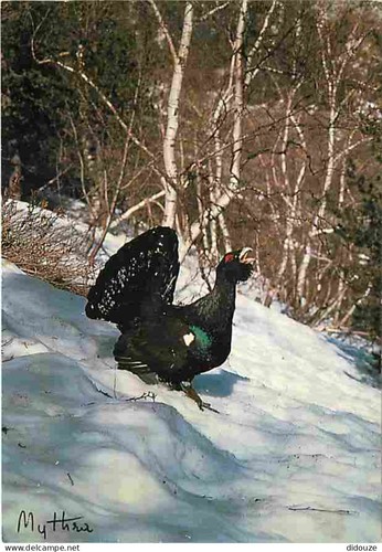 Carte postale animaux - carte,