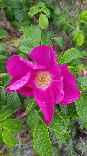 Rosa rugosa rubra rosier - 'rubra',