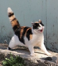 Gift box avec vinyle, cd, kpop