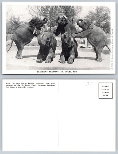 1943 louis zoo elephant - 1943,