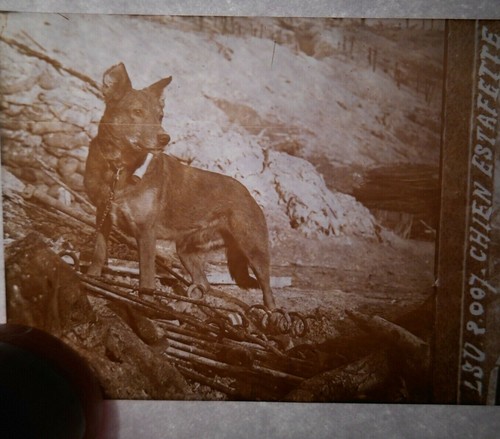Rare chien estafette photo - ,