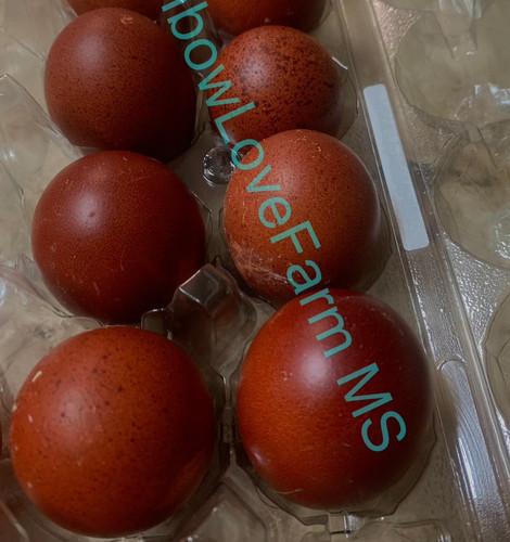 French black copper marans - 6,
