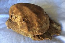 Fossile de coquillage huitre 580 grammes 