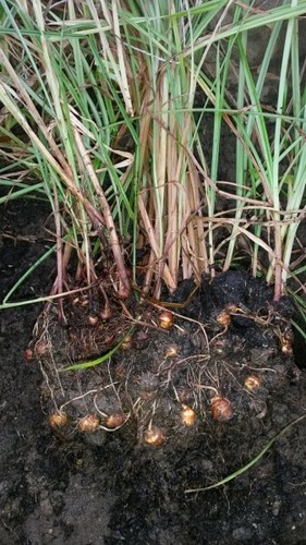 Souchet tubercules - 20,