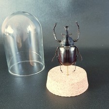 Coléoptère dynaste sous