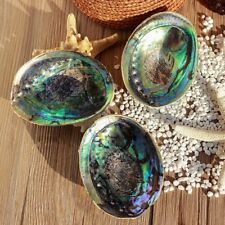 Naturel Abalone Coque Conque