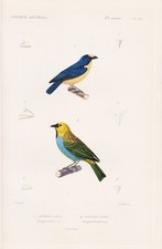 Tangara Violacea Tangara