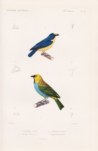 Tangara violacea - tangara,