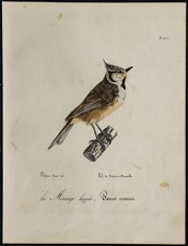 1830 - Mésange huppée -