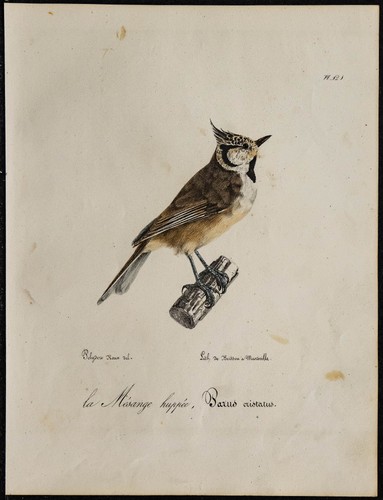 1830 mésange huppée - mésange,