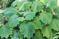 Senecio petasites - 1 plant