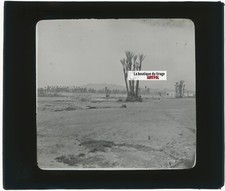 Maghreb, paysage, oasis, photo ancienne plaque de verre, positif 8,5x10 cm