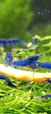 Neocaridina Davidi Orange Eyes